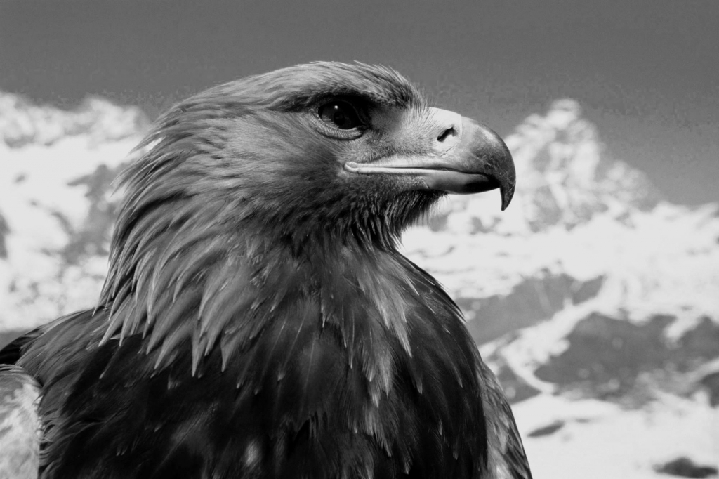 Realistic Eagle Drawing