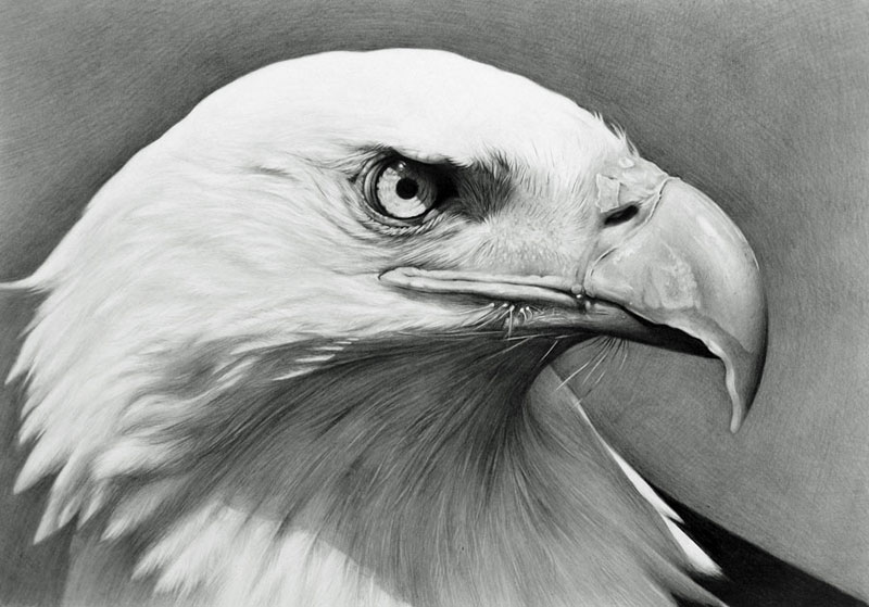 Realistic Eagle Drawing at PaintingValley.com | Explore ...