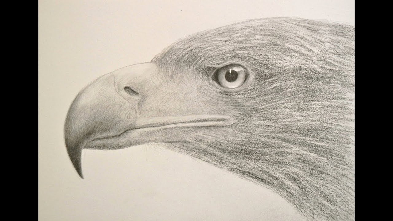 1280x720 how to draw textures drawing a realistic eagle head fine art - Realistic Eagle Drawing