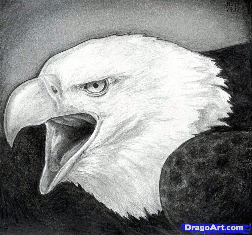 824x768 how to draw a bald eagle, step - Realistic Eagle Drawing