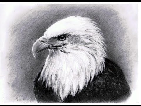 480x360 bald eagle head - Realistic Eagle Drawing