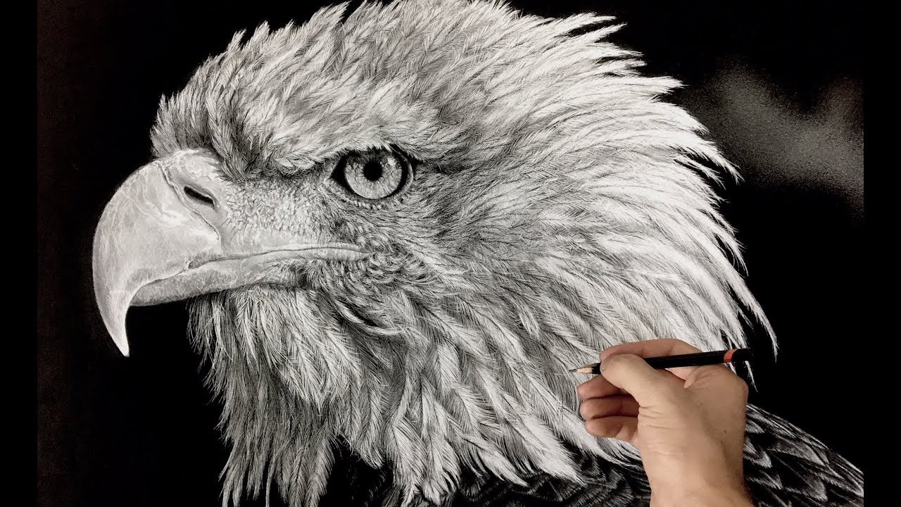 Realistic Eagle Drawing at Explore collection of