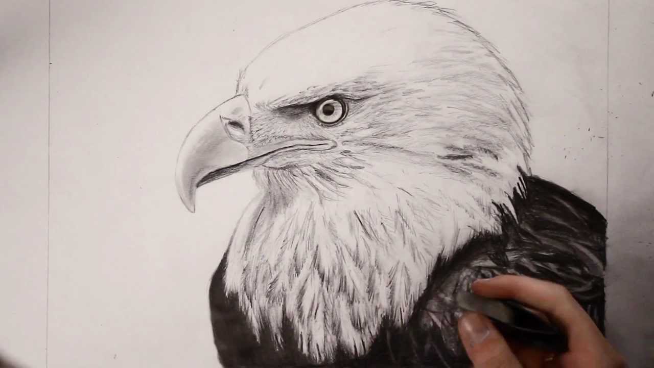 1280x720 bald eagle speed drawing - Realistic Eagle Drawing