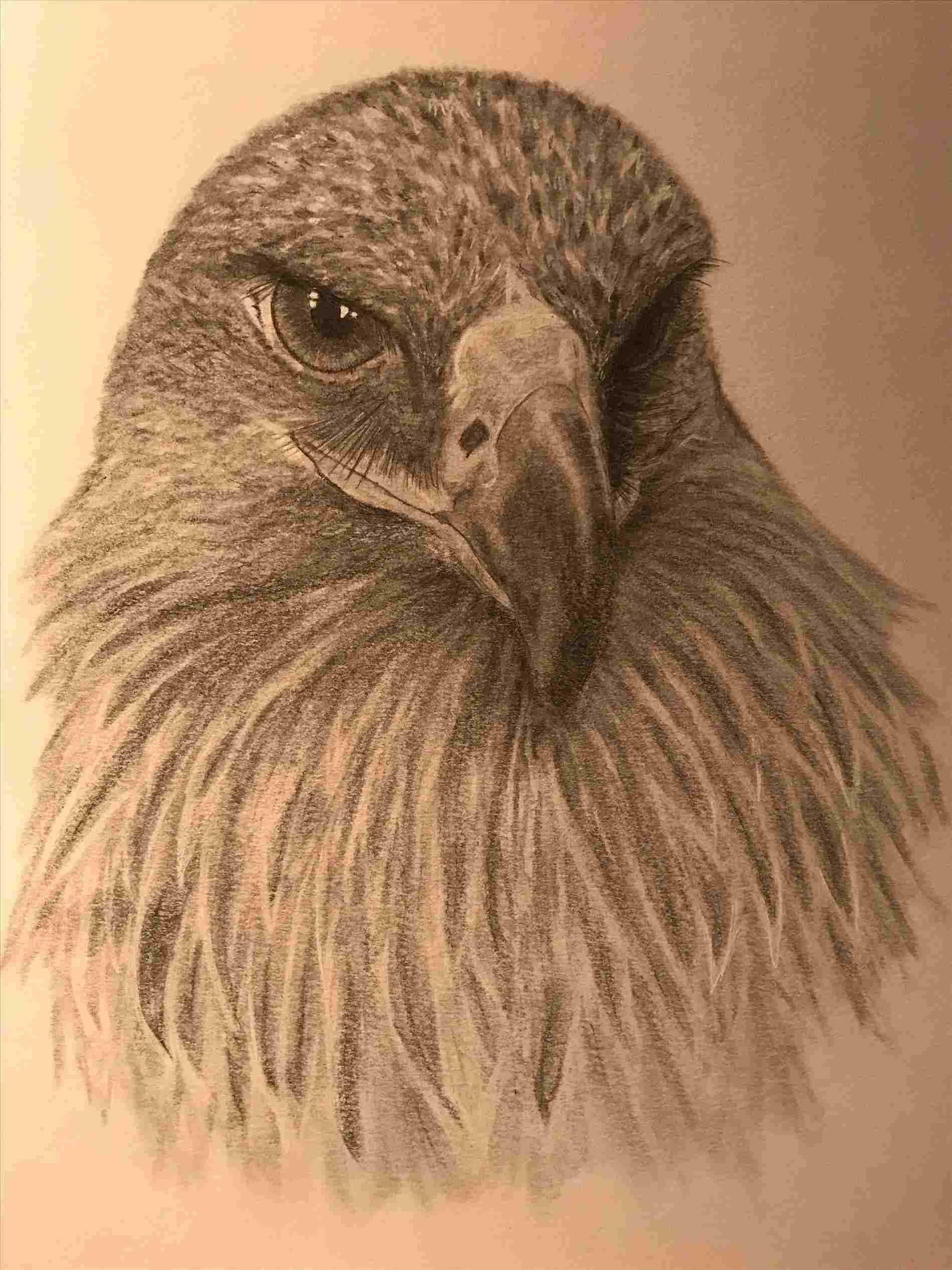 Realistic Eagle Drawing at PaintingValley.com | Explore collection of ...