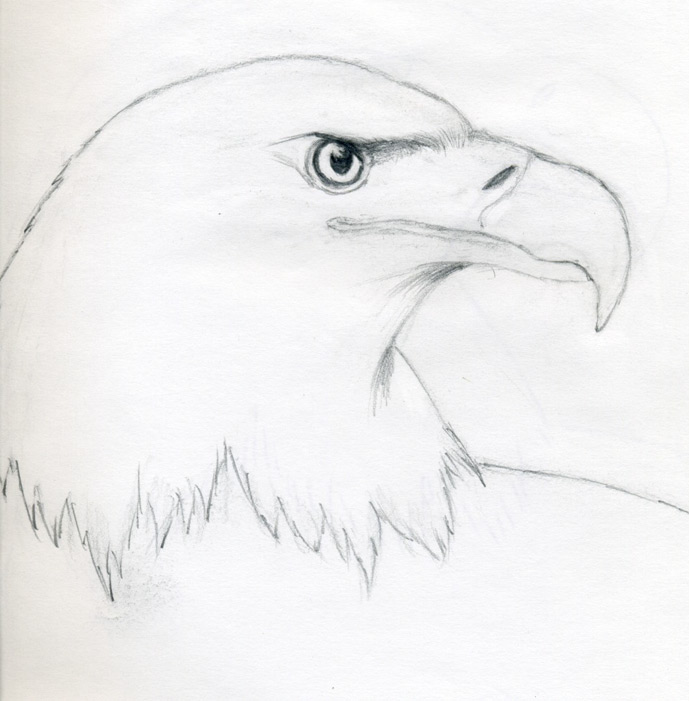 689x701 draw a bald eagle - Realistic Eagle Drawing
