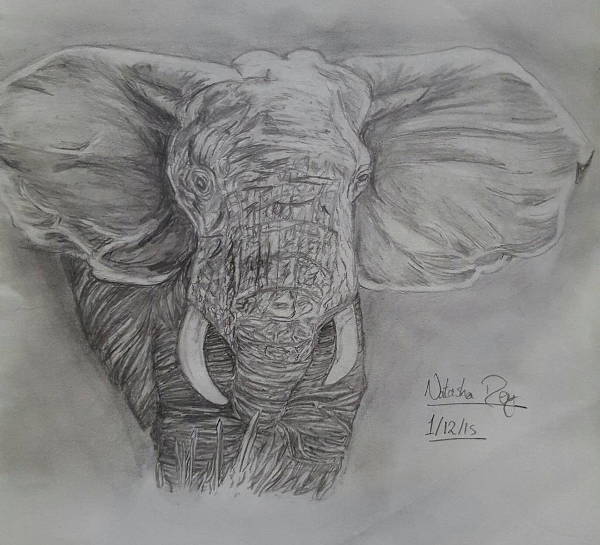 Realistic Elephant Drawing at Explore collection