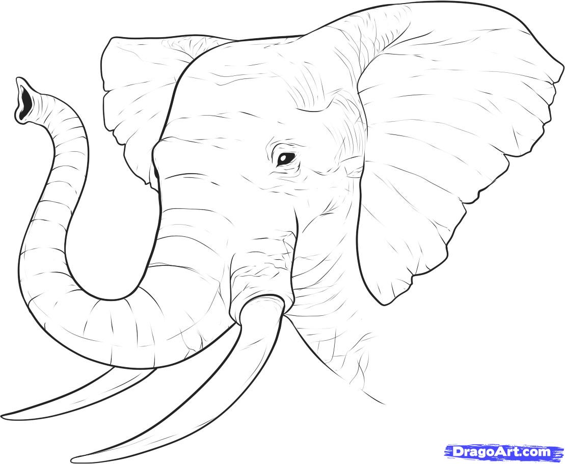 1109x911 how to draw a realistic elephant, draw real elephant, step - Realistic Elephant Drawing