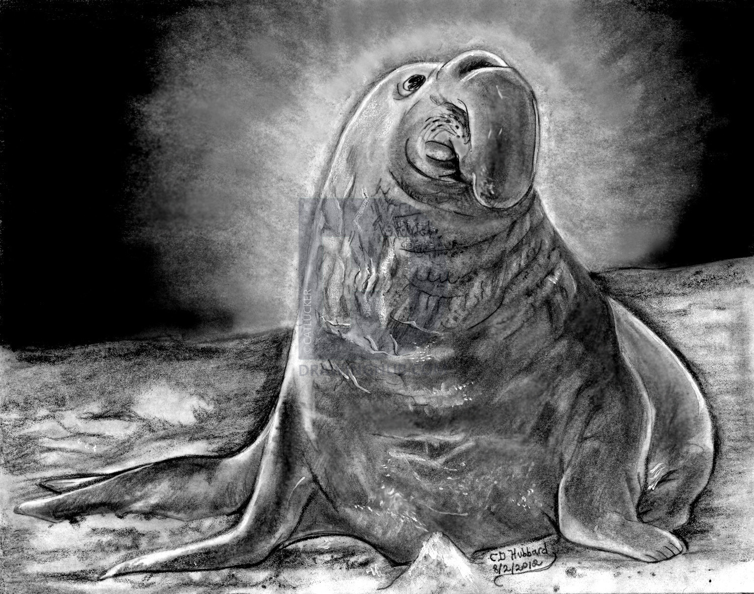 1500x1182 how to draw an elephant seal, draw a realistic elephant seal, step - Realistic Elephant Drawing