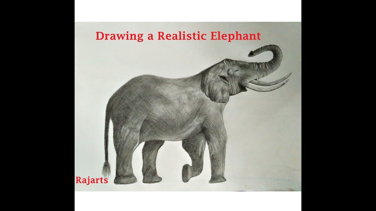 1280x720 How To Draw A Roaring Elephant Amazing Sketch - Realistic Elephant Drawing