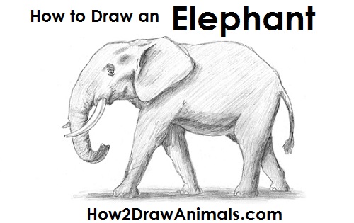 500x315 How To Draw An African Elephant - Realistic Elephant Drawing