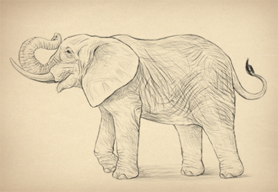 400x277 How To Draw An Elephant Step - Realistic Elephant Drawing