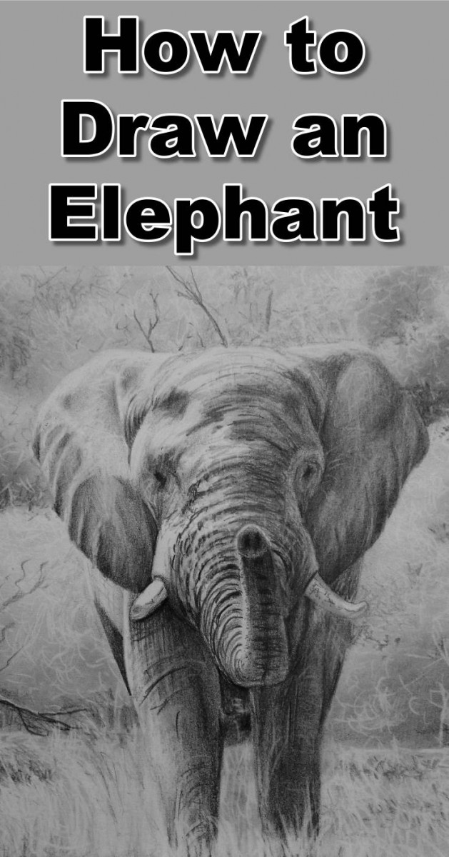 629x1200 How To Draw An Elephant Online Art Lessons - Realistic Elephant Drawing