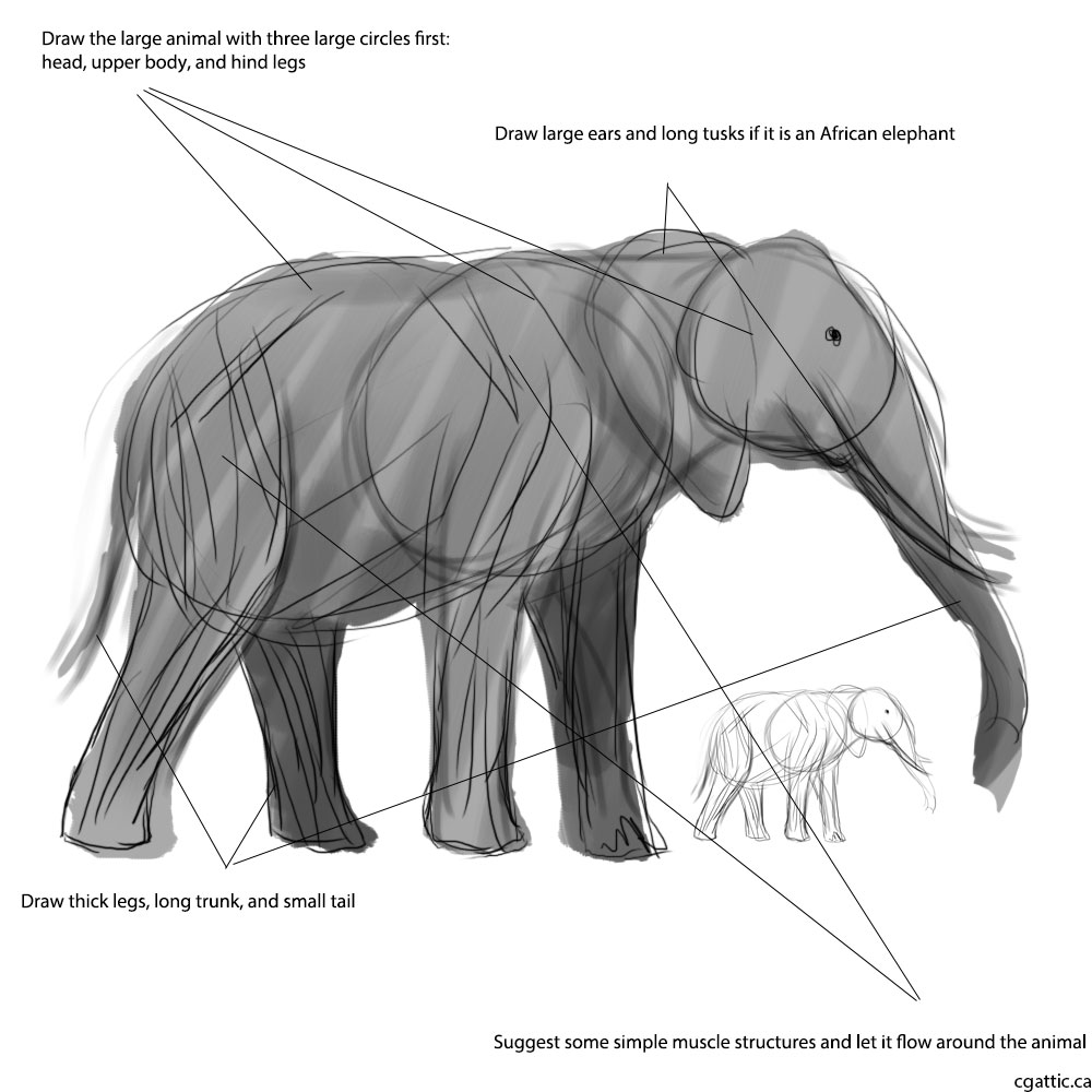 1000x1000 Realistic Elephant Drawing In Steps With Photoshop - Realistic Elephant Drawing