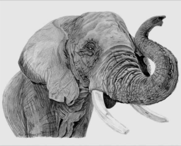585x473 hyper realistic drawings ideas free premium templates - Realistic Elephant Drawing