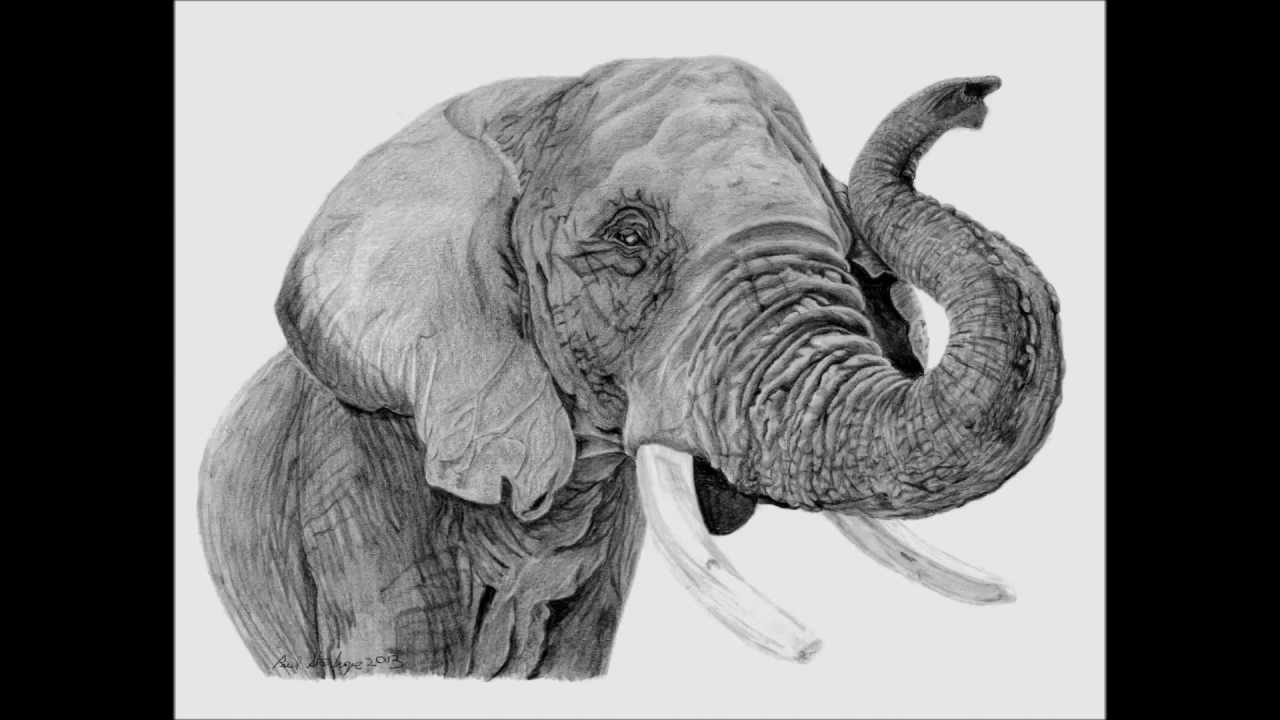 1280x720 Realistic Drawing Of African Elephant - Realistic Elephant Drawing