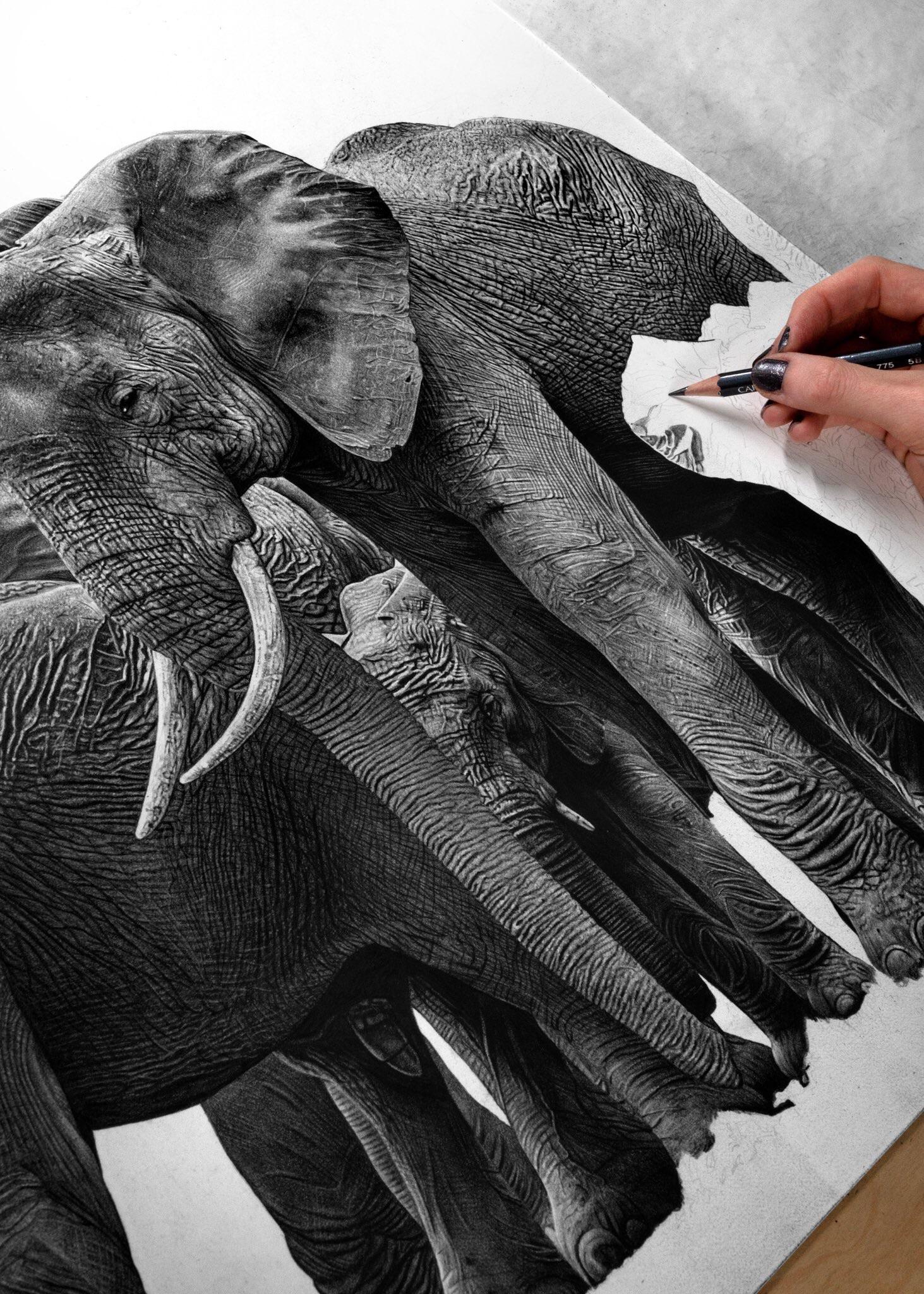 Realistic Elephant Drawing at Explore collection