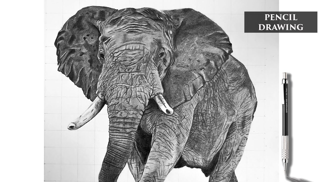 1280x720 Realistic Pencil Drawing Of An Elephant - Realistic Elephant Drawing