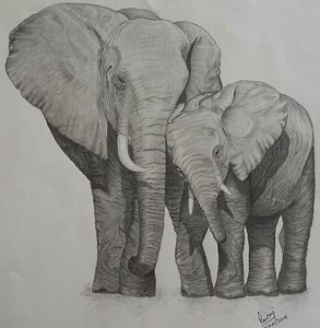 Realistic Elephant Drawing at PaintingValley.com | Explore collection ...