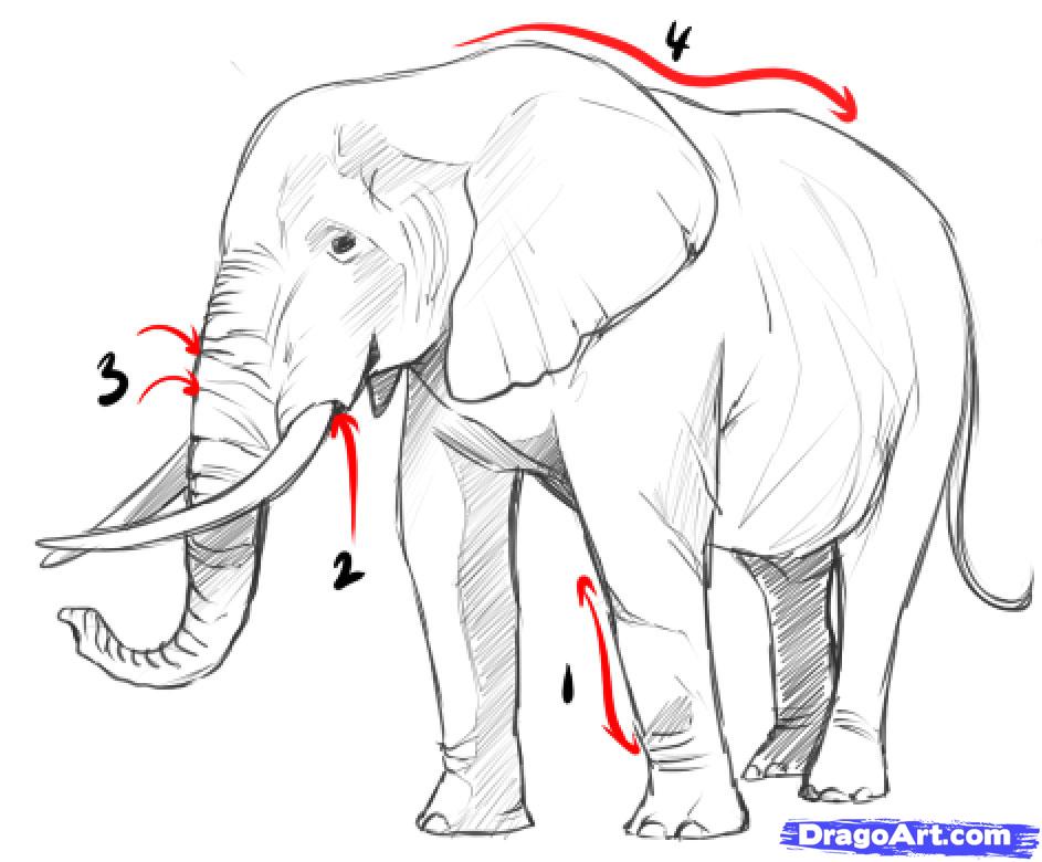 943x780 draw a realistic elephant, draw real elephant, step - Realistic Elephant Drawing