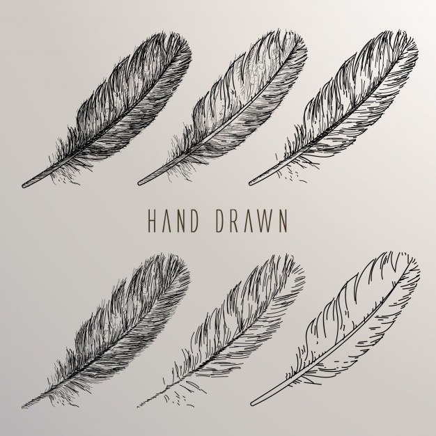 626x626 Feather Vectors, Photos And Free Download - Realistic Feather Drawing