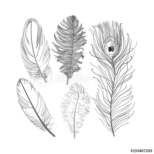 500x500 hand drawn set of various black and white bird feathers, sketch - Realistic Feather Drawing