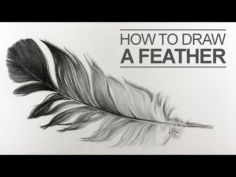 480x360 How To Draw A Feather - Realistic Feather Drawing