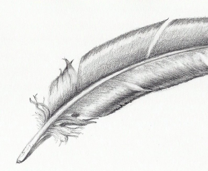 Realistic Feather Drawing at Explore collection of
