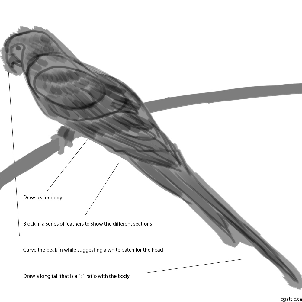 1000x1000 Realistic Parrot Drawing In Steps With Photoshop - Realistic Feather Drawing