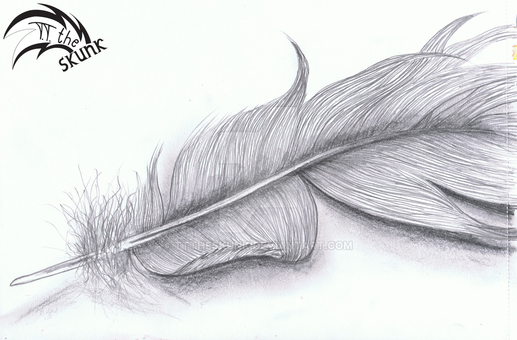 Realistic Feather Drawing at Explore collection of