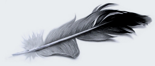 510x220 Realistic Pencil Drawings - Realistic Feather Drawing