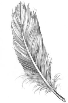 236x359 Disegni Illustrati Di Piume E Orologi - Realistic Feather Drawing
