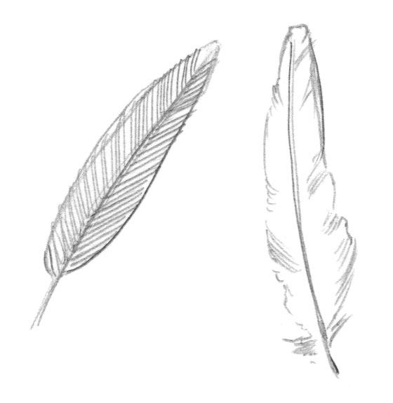 560x575 Quill Drawing Realistic For Free Download - Realistic Feather Drawing