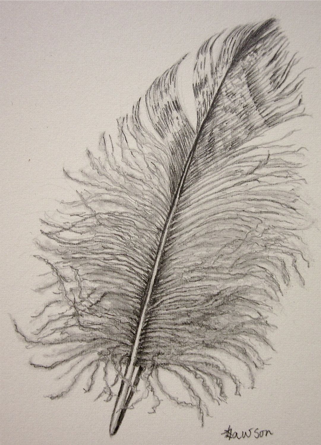 1081x1500 drawing realistic feathers - Realistic Feather Drawing