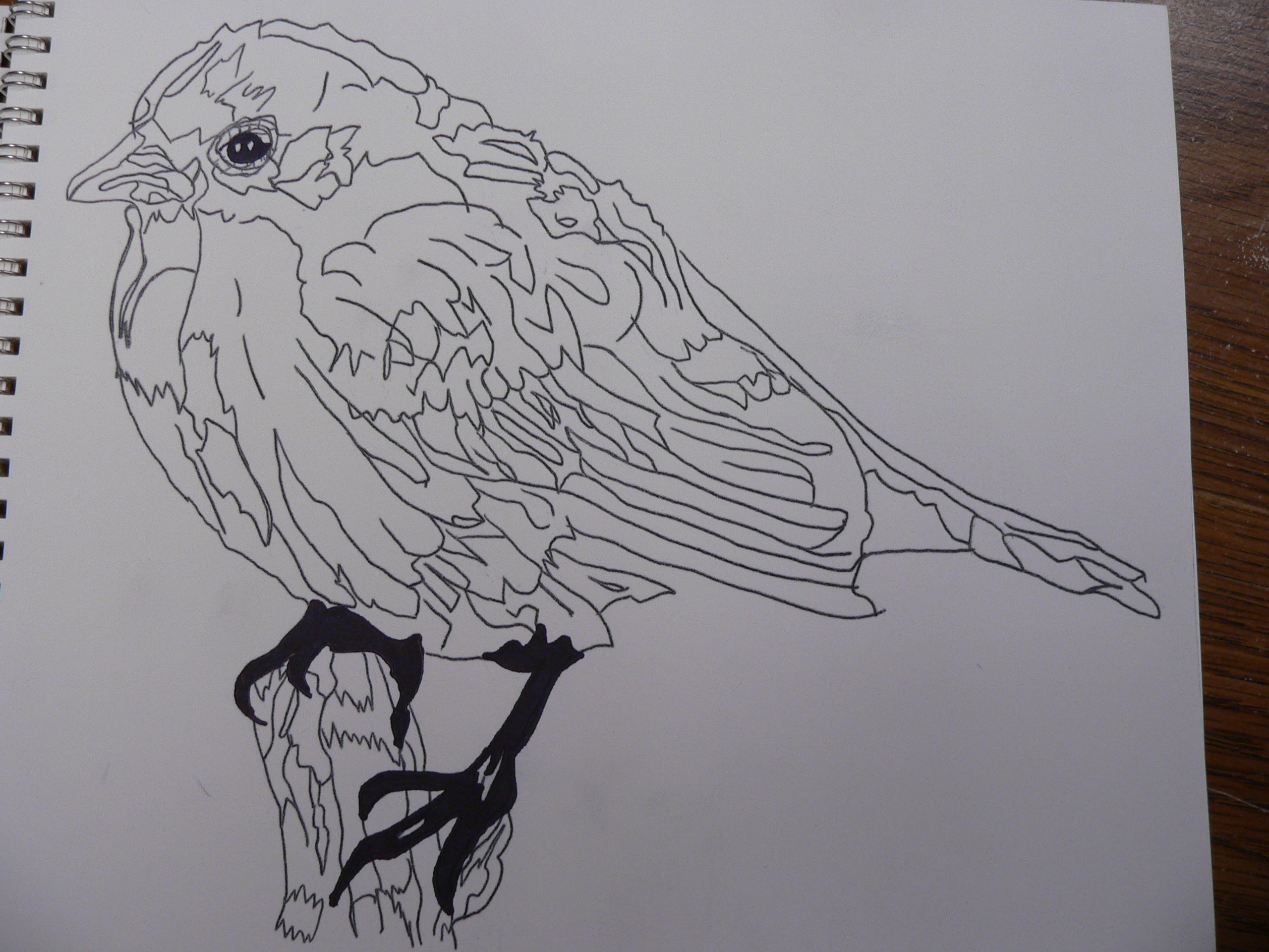 2560x1920 getting sketches ready to try to learn to add realistic feathers - Realistic Feather Drawing