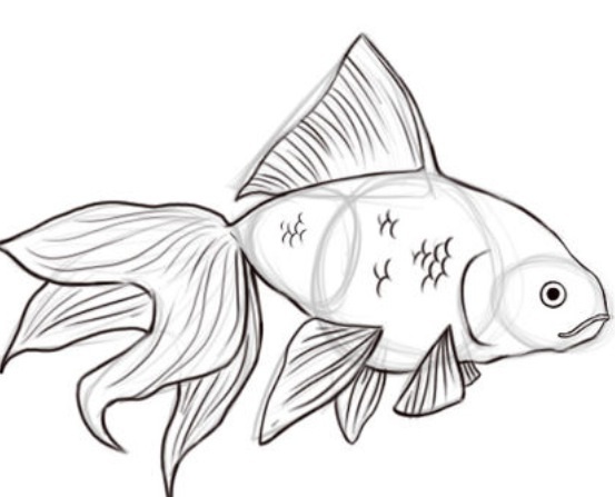 553x447 How To Draw Goldfish Steps - Realistic Fish Drawing