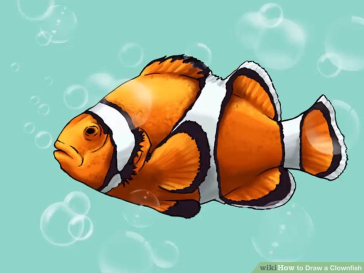 728x546 How To Draw A Clownfish Steps - Realistic Fish Drawing