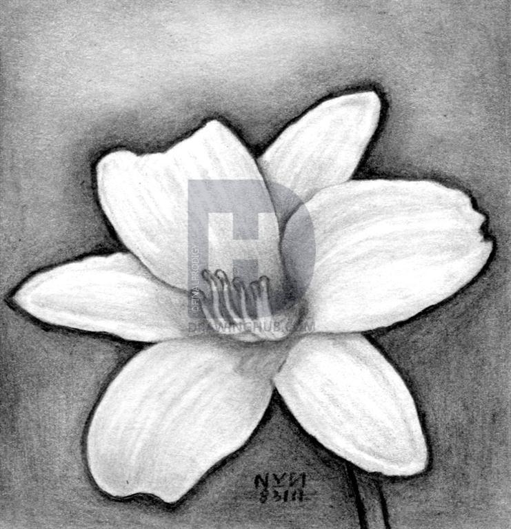 741x768 How To Draw A Realistic Flower, Step - Realistic Flower Drawing