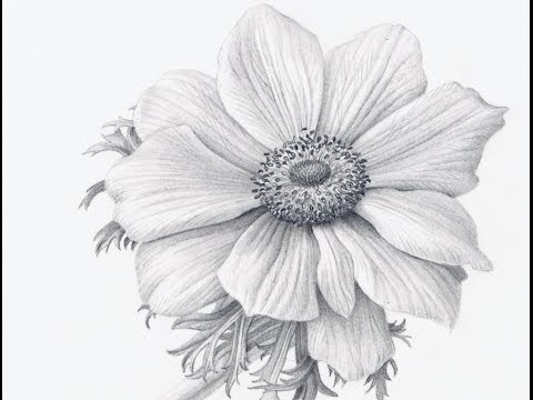 480x360 how to draw flowers realistically - Realistic Flower Drawing