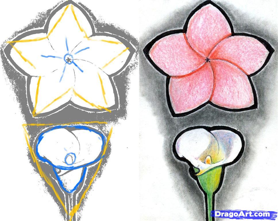 968x768 How To Draw A Realistic Flower, Step - Realistic Flower Drawing