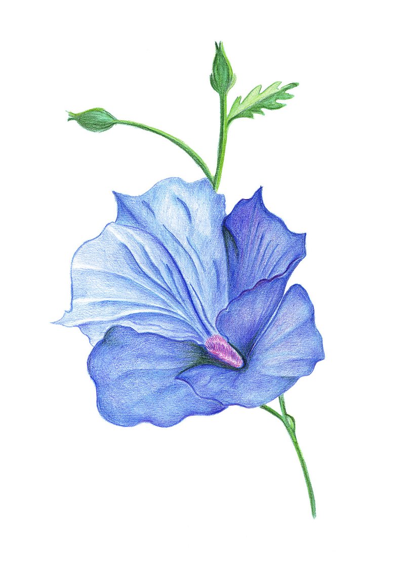 794x1112 Painted Hibiscus Flower Handmade Drawing Pencil Drawing Etsy - Rea...