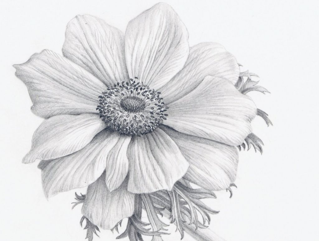 Realistic Flower Drawing at PaintingValley.com | Explore collection of ...