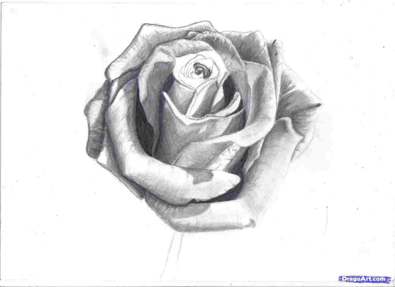 1386x1007 Realistic Flower Drawing - Realistic Flower Drawing