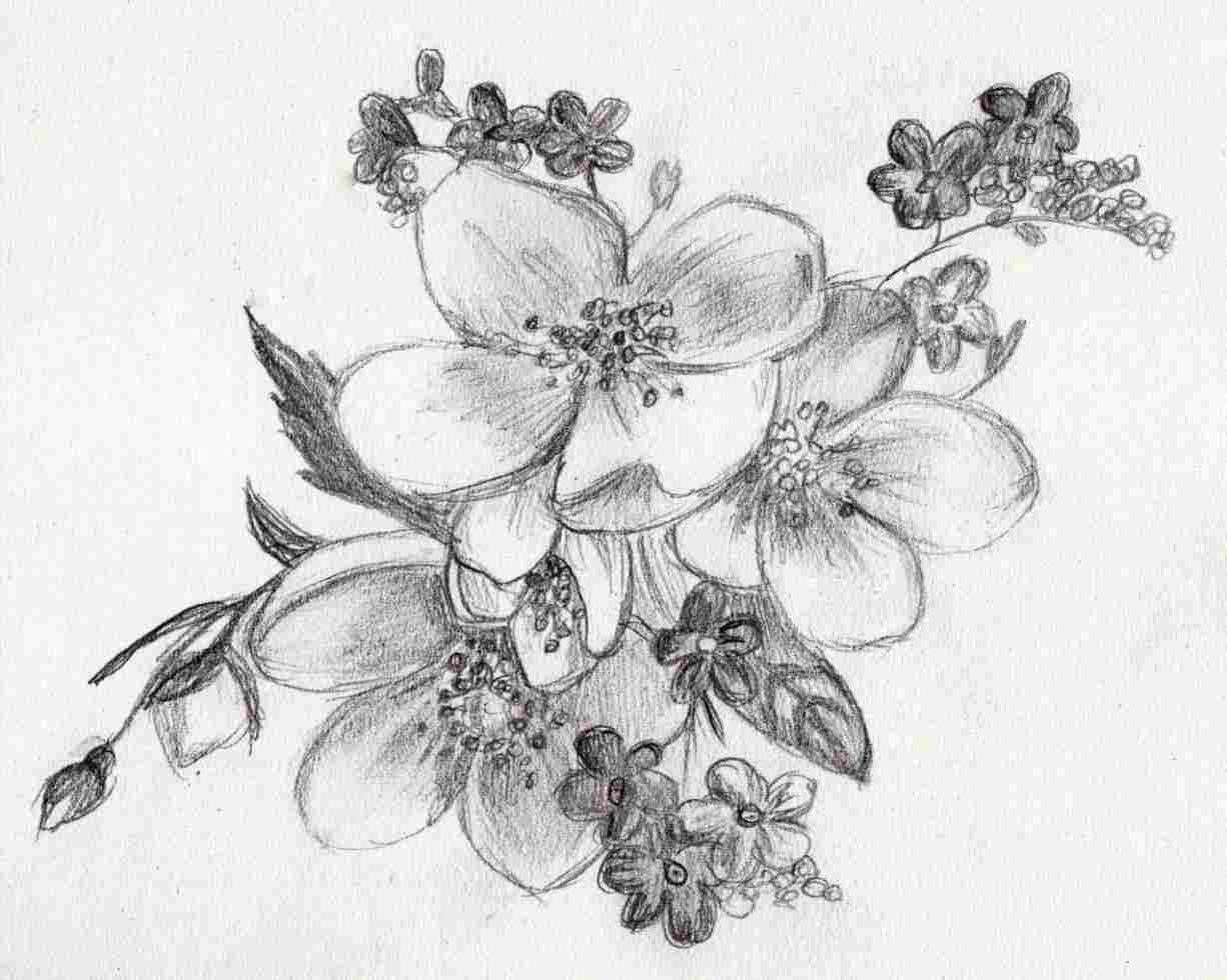 1226x980 Realistic Flower Drawing Step - Realistic Flower Drawing