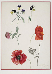 210x300 Realistic Flower Drawings Fine Art America - Realistic Flower Drawing