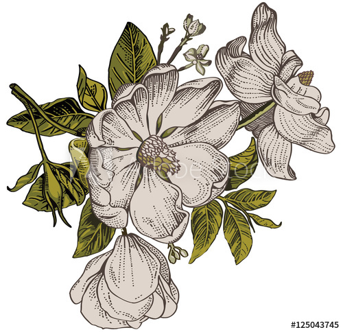 500x484 Beautiful White Flowers Dogrose, Rosehip, Rose, Brier Isolated - Realistic Flower Drawing