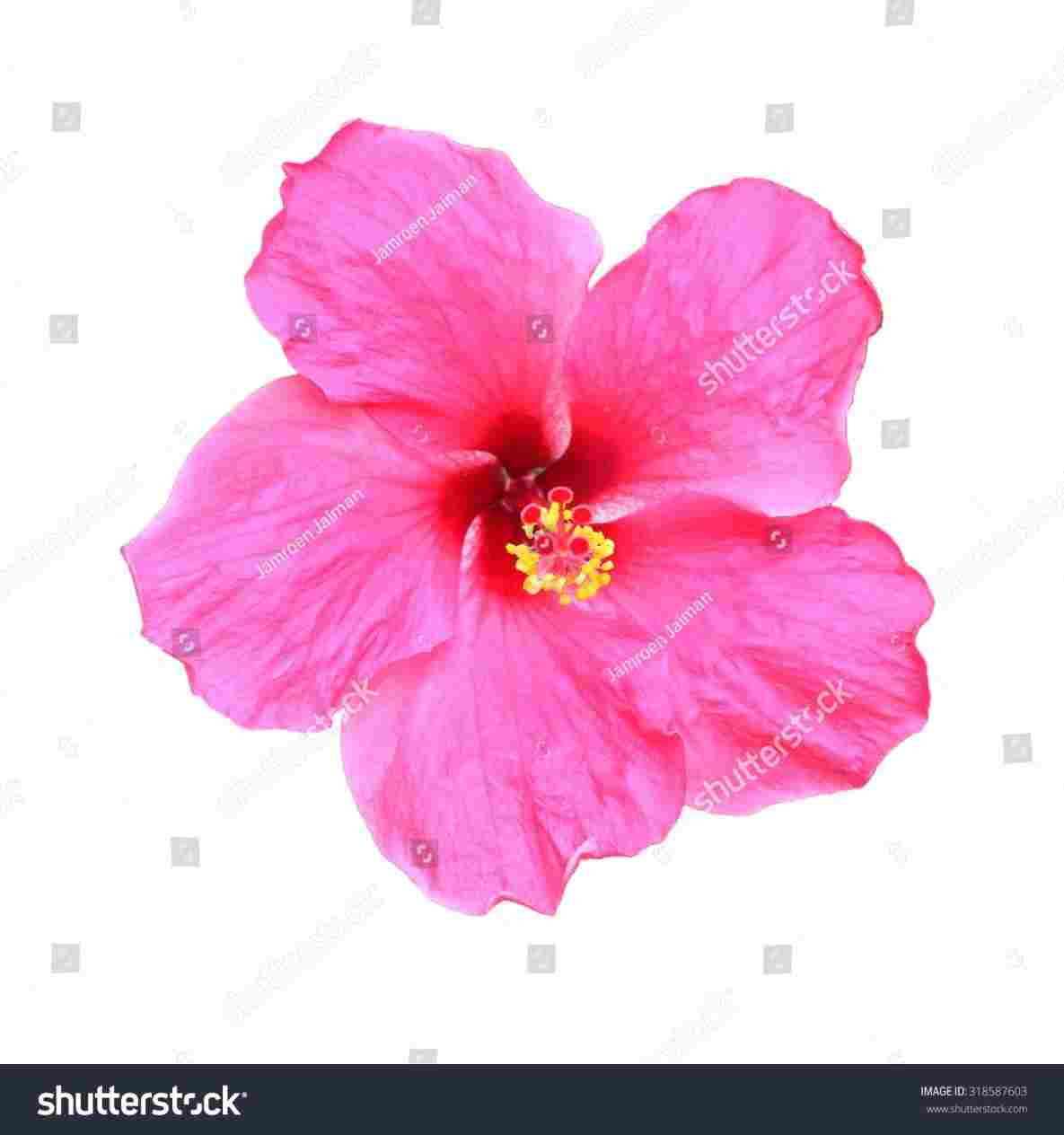 1185x1264 How To Draw A Realistic Hawaiian Flower - Realistic Flowers Drawing