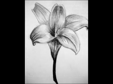 480x360 How To Draw Flower Realistic Flower Drawing For Beginners - Realistic Flowers Drawing