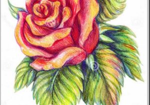 300x210 realistic drawing of a flower realistic flowers drawing - Realistic Flowers Drawing