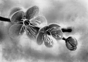 300x210 Realistic Drawings Of Flowers Pencil Drawing Flower Hd Wallpaper - Realistic Flowers Drawing