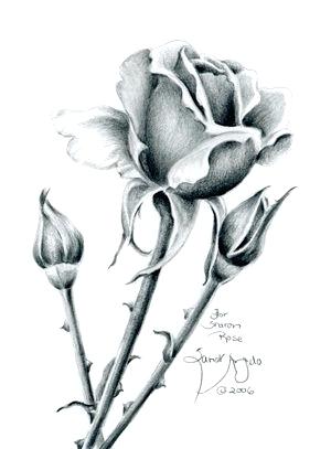 300x407 Black And White Drawings Oflistic Flowers How Draw Hummingbird - Realistic Flowers Drawing